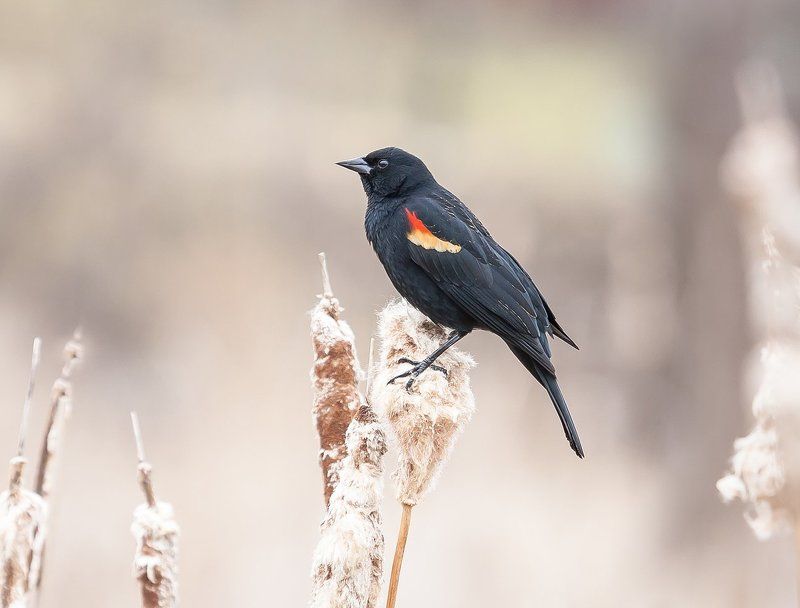 Животные, Птицы Красноплечий чёрный трупиал - Red-winged Blackbird фото превью