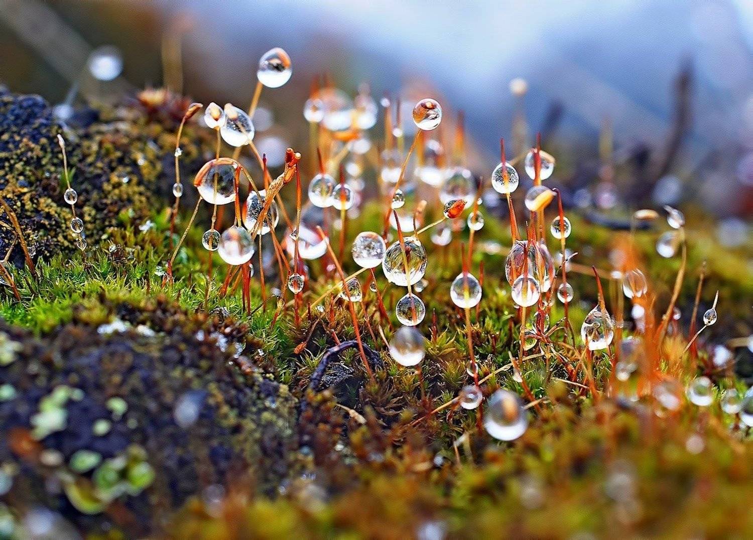 весна, капли, коми, кукушкин, кукушкины, лен, макро, печора, слезы, Игорь Подобаев