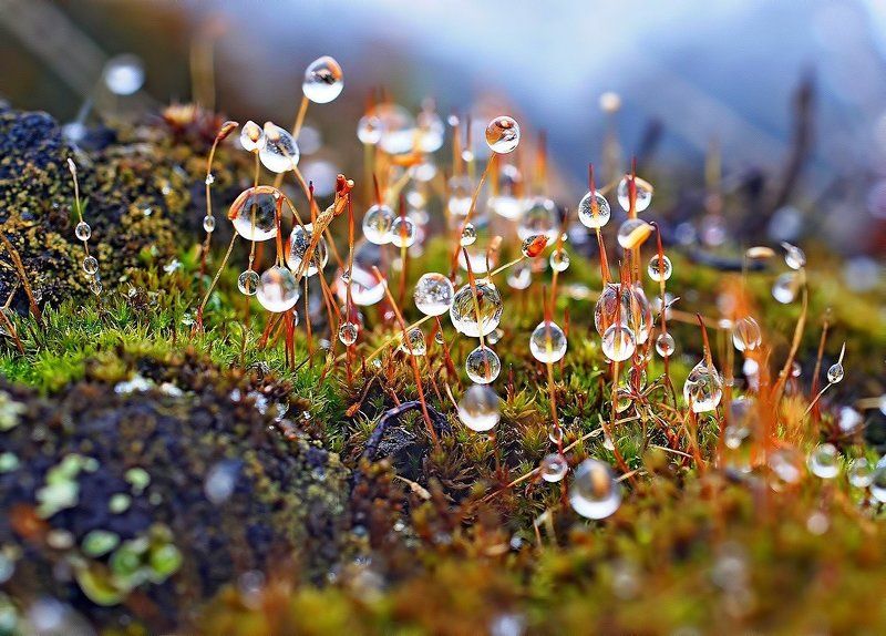 весна, капли, коми, кукушкин, кукушкины, лен, макро, печора, слезы Лесной оазис фото превью