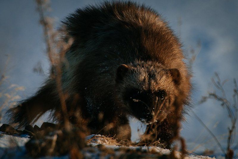 *** фото превью