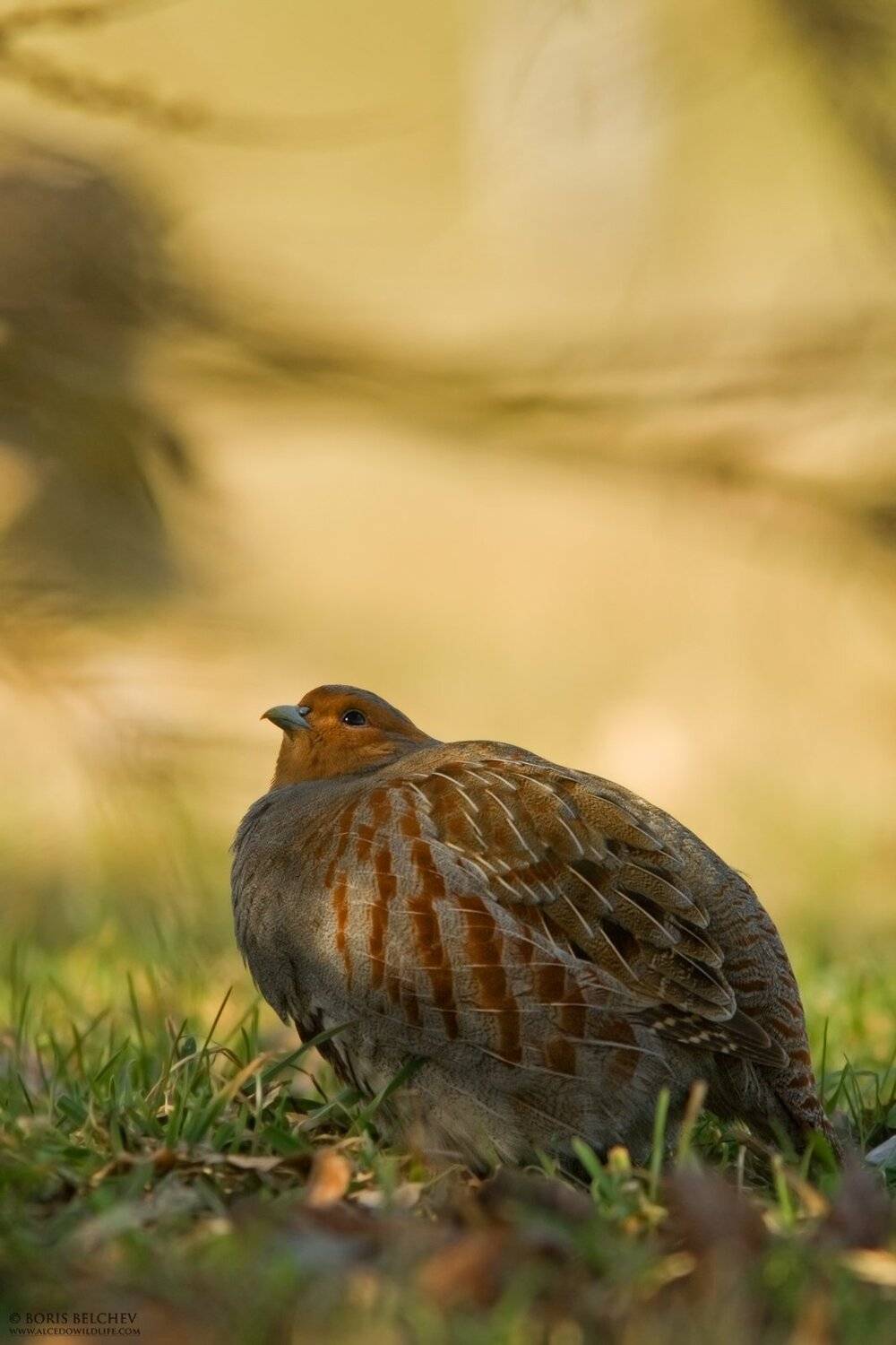 , Борис Белчев