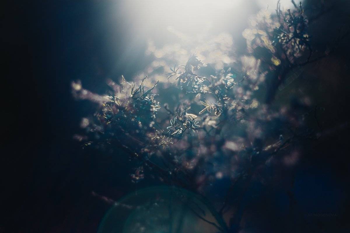 свет, цветы, листья, блик, боке, гелиос, Татьяна Афиногенова