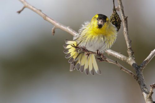 Чижик и весна