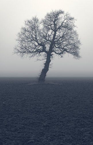Lonely tree