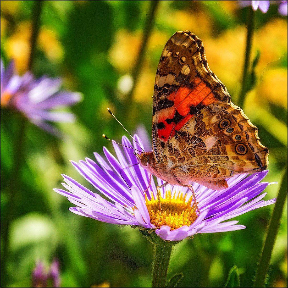 макро, лето, цветы, бабочки , Александр Потапов