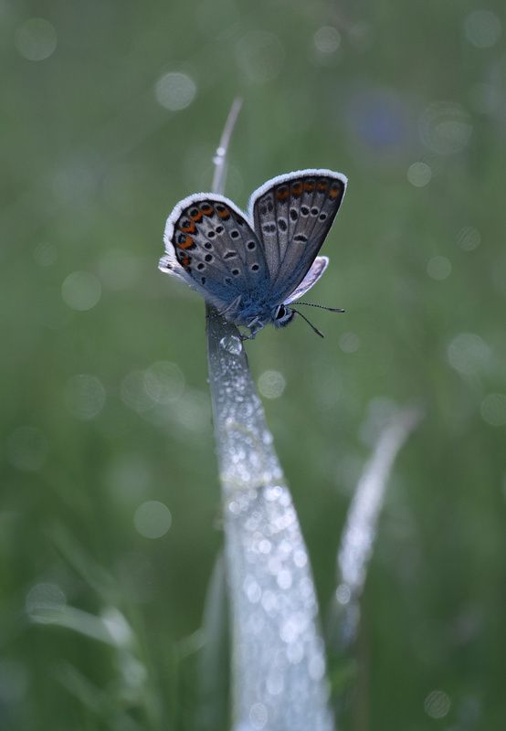 *** фото превью
