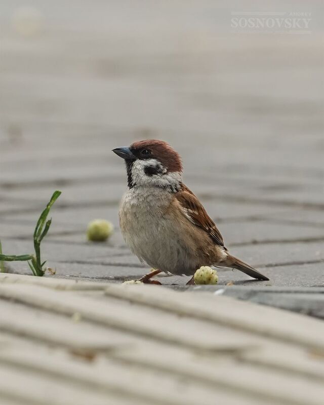 Маленький охотник за шелковицей :) фото превью