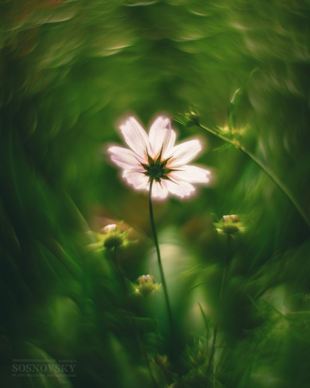 Космея фото превью