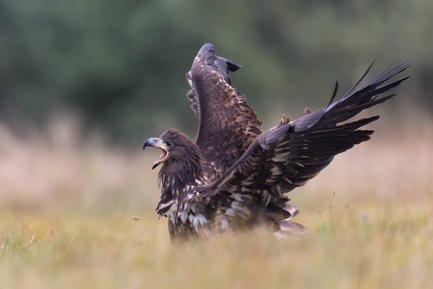 , Фруман Евгений