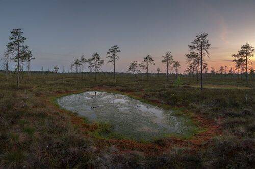 Болота Ленинградской области