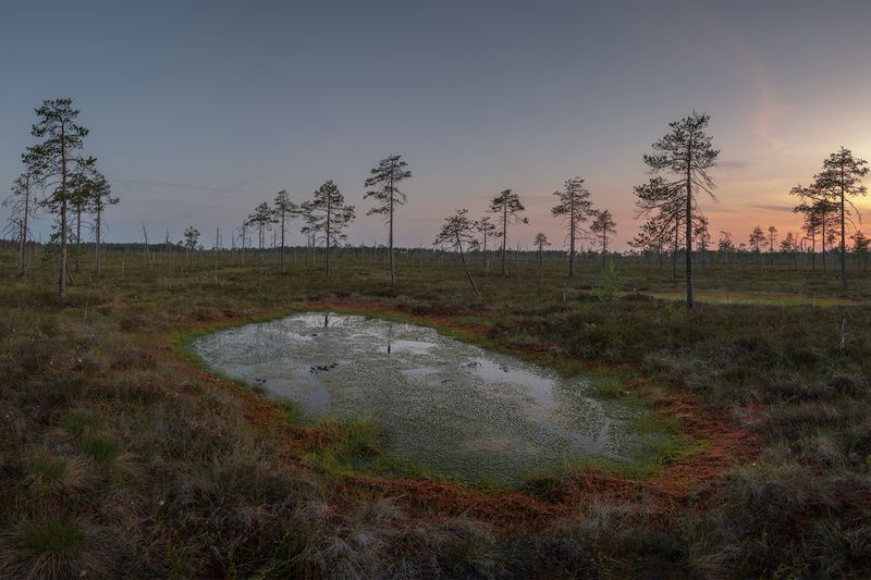 болото, ленинградская область Болота Ленинградской области фото превью