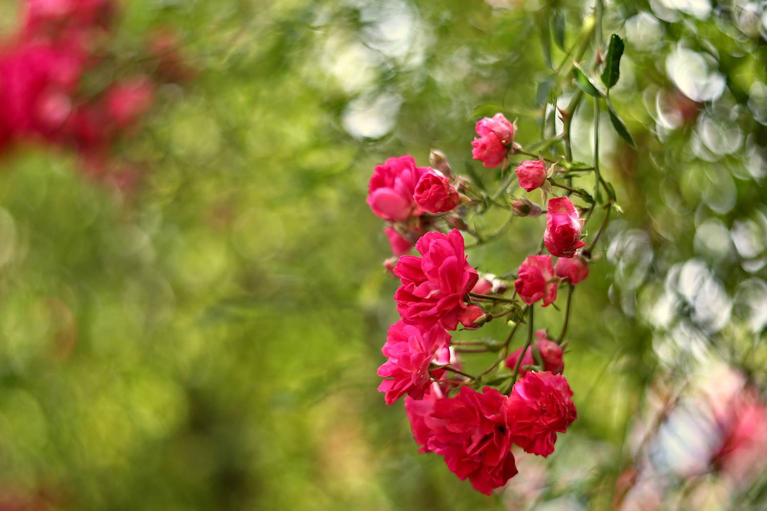 , Колобошников Эдуард