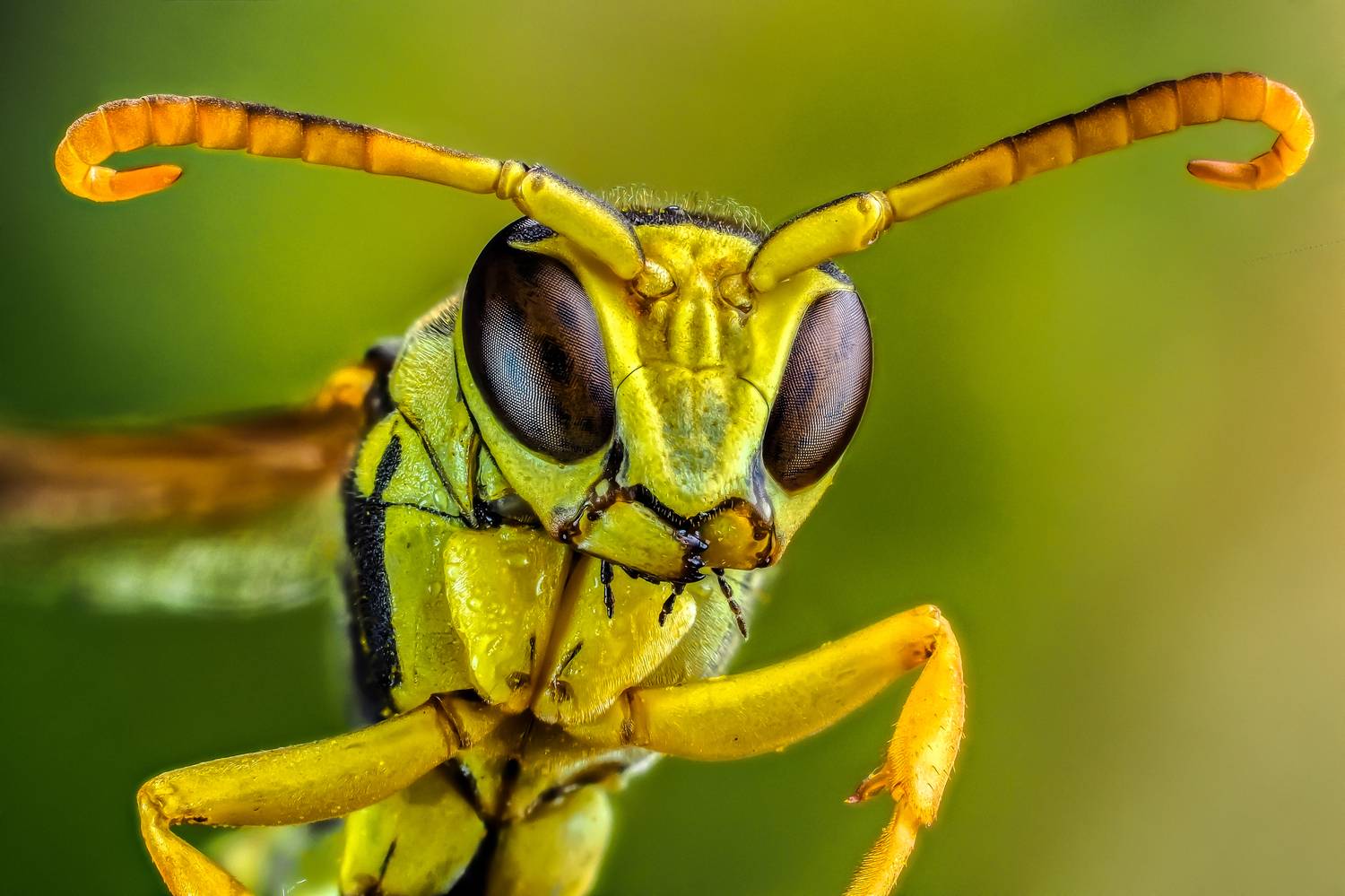 , Олег Савицкий