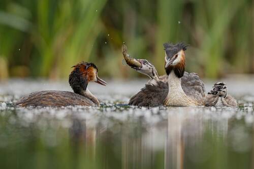 Семейный обед