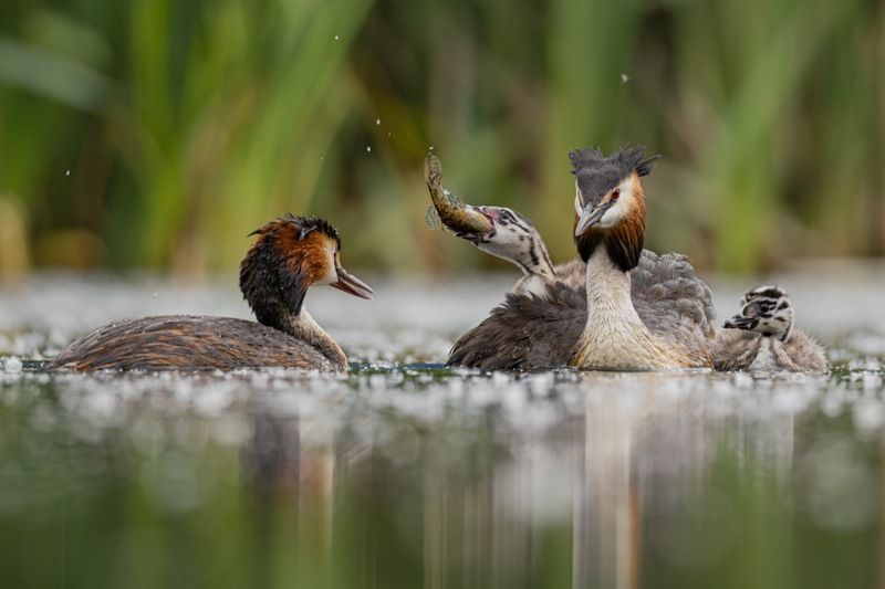 чомга, поганка, большая поганка, птенец, птицы Семейный обед фото превью