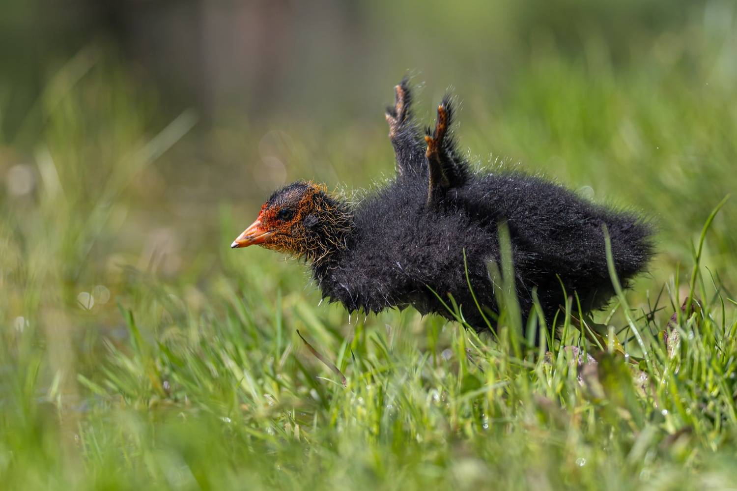 лысенок, лысуха, птицы, Руслан Pl