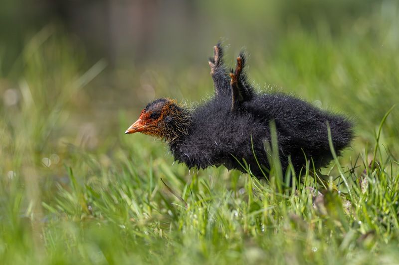 лысенок, лысуха, птицы Лысенок фото превью