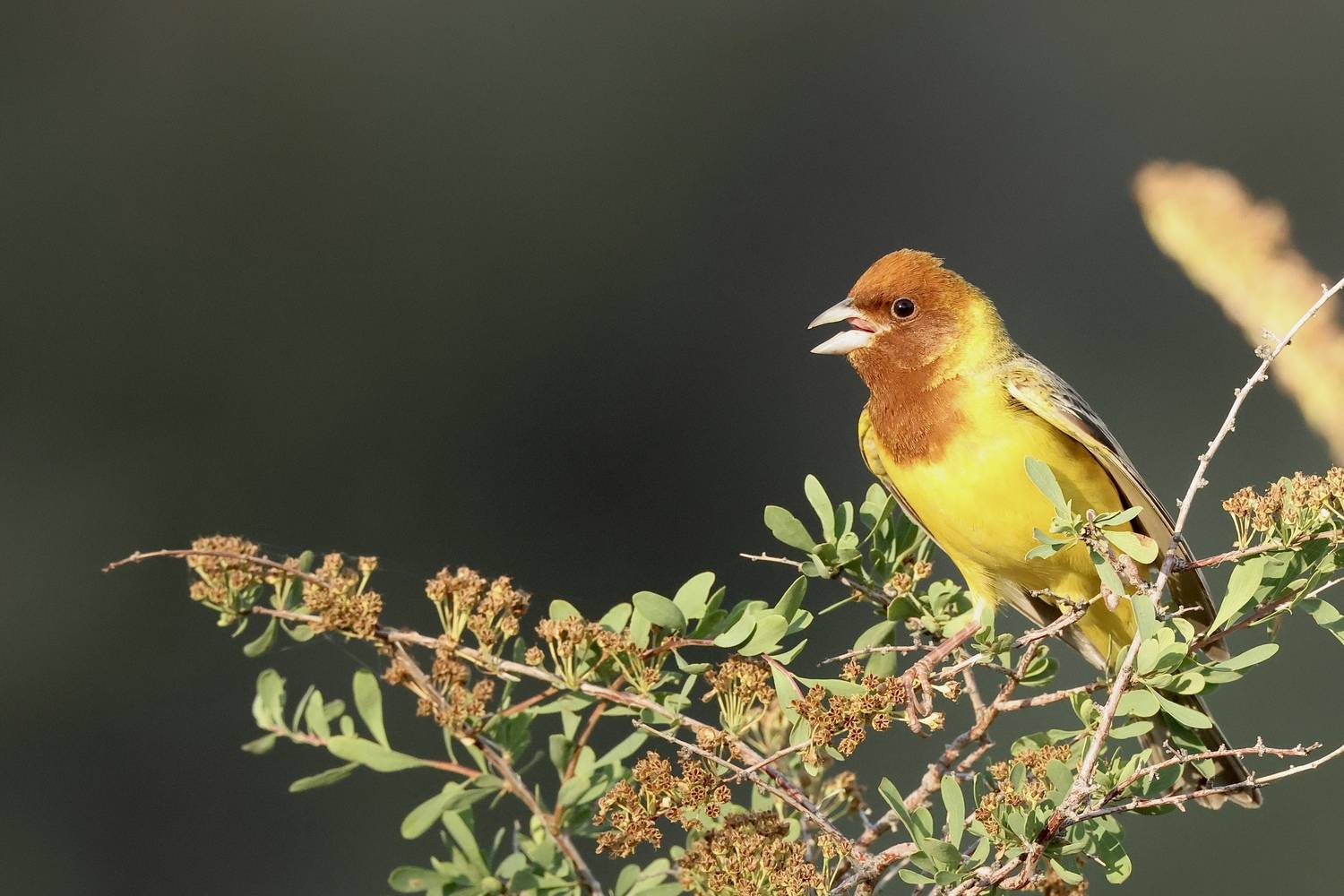 , Голубков Леонид