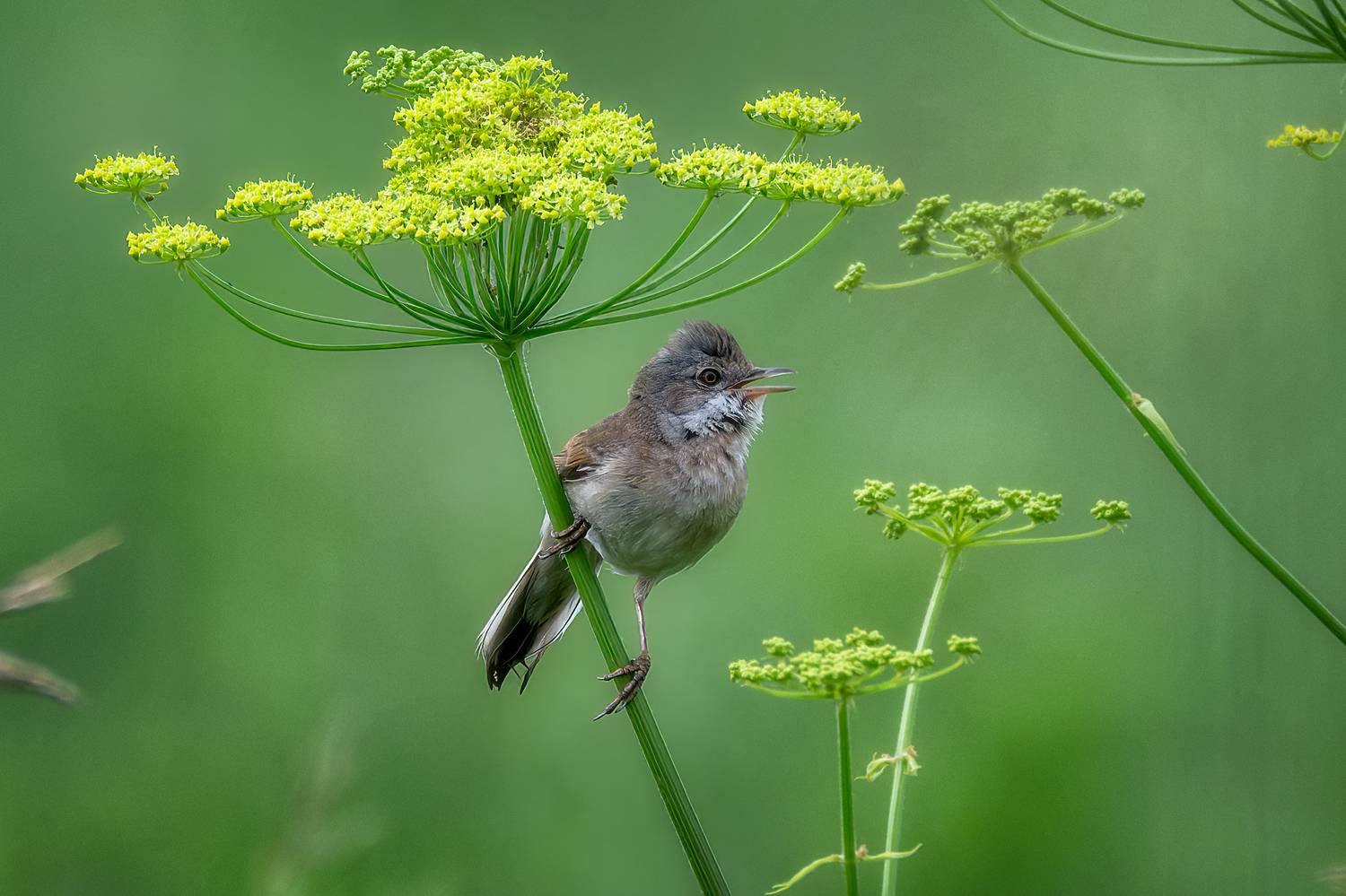 пермский край, птицы, славка, серая славка, фотоохота, Кузнецов Кирилл