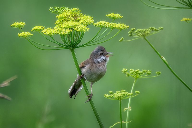 пермский край, птицы, славка, серая славка, фотоохота Серая славка фото превью