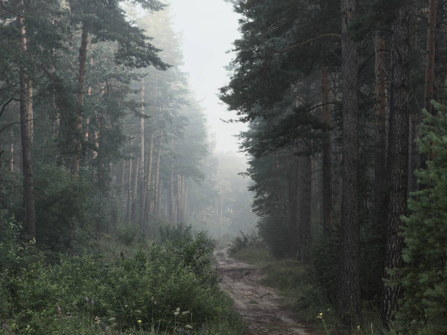 , Кузнецов Дмитрий