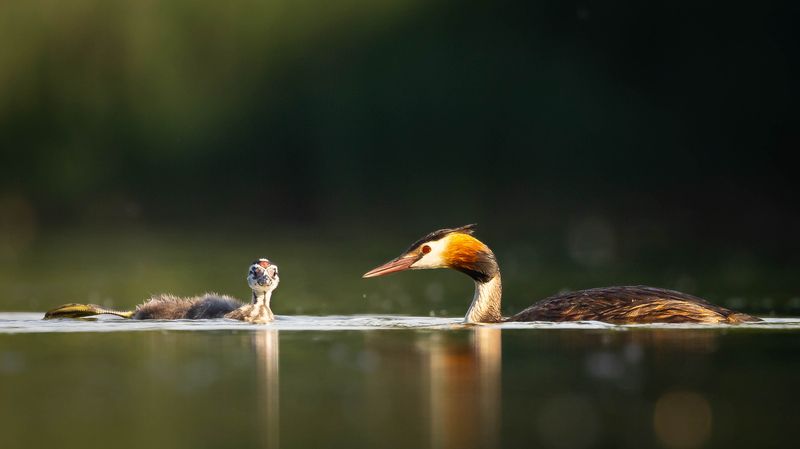 Potápka chocholačka фото превью
