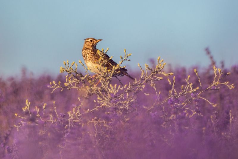 Жаворонок в лаванде фото превью