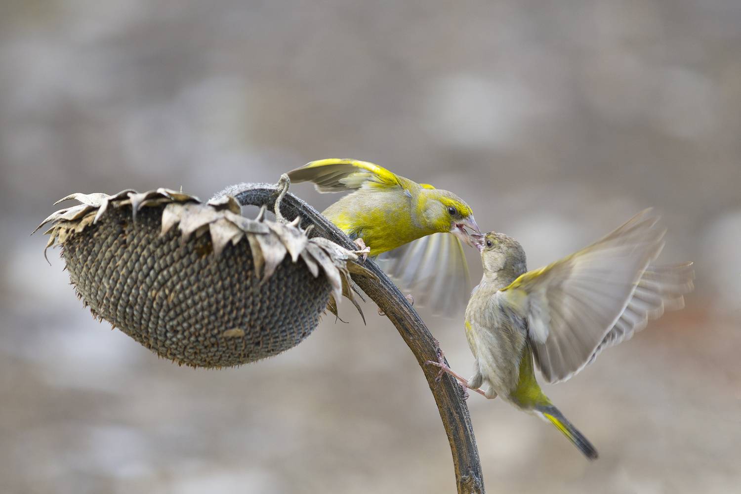 природа, Валерий Черняк