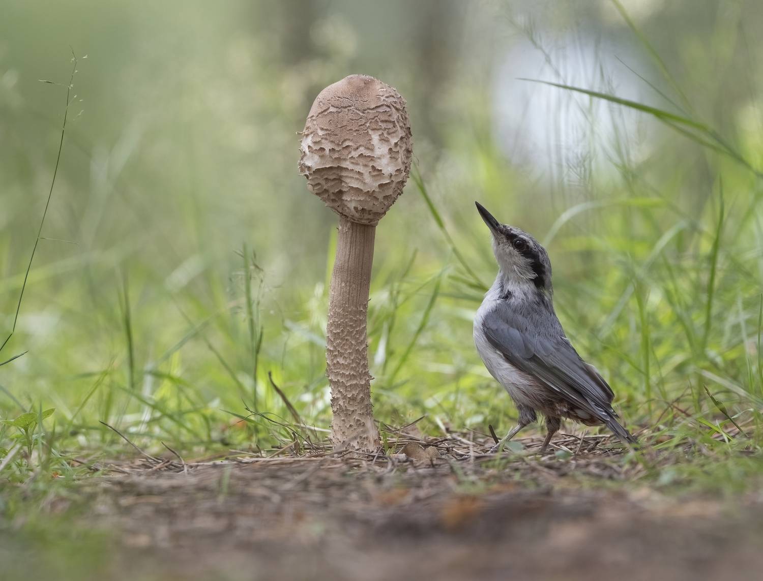 гриб,природа, лето,лес,поползень, Андрей Киселёв