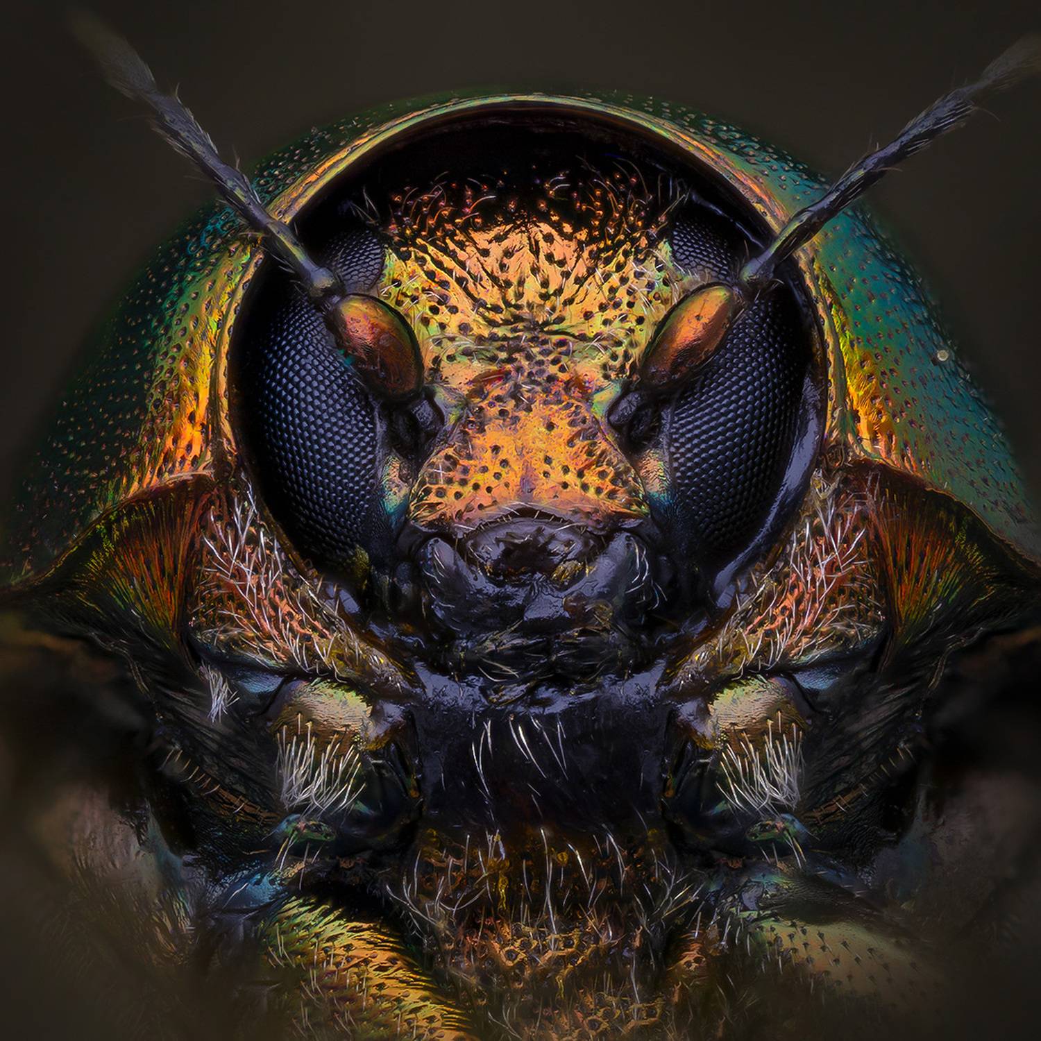 chrysomelidae,, Kavaliauskas Eugenijus