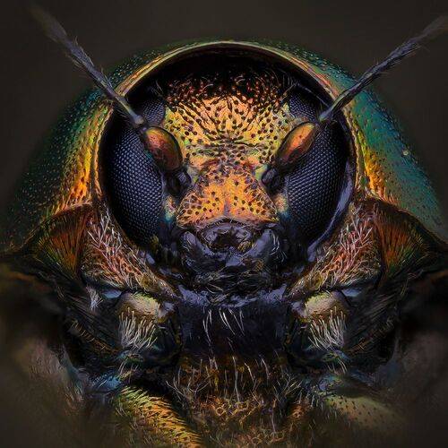 Скрытоглав