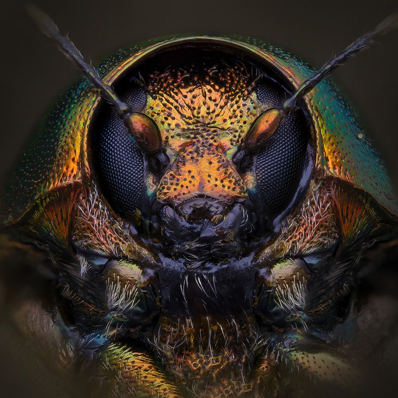 chrysomelidae, Скрытоглав фото превью