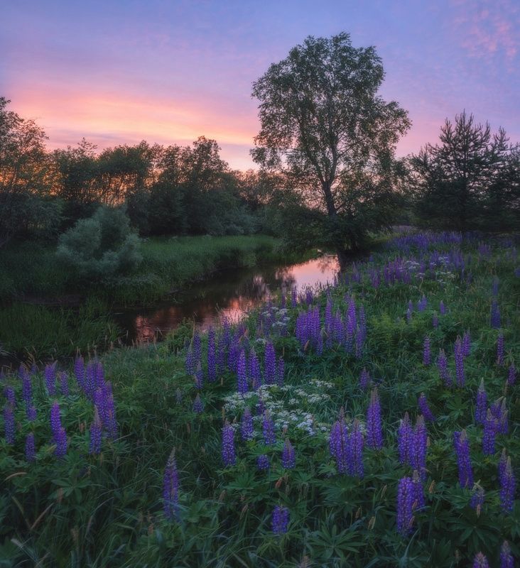 Люпиновый берег небольшой речки фото превью