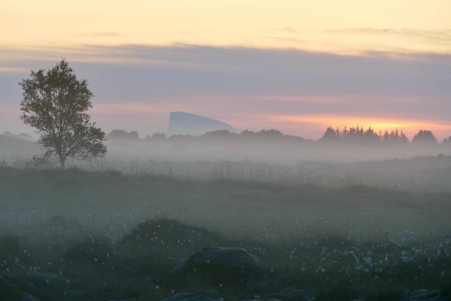 Landscapes, Norway, Sunrise, Mood, Tree, Fog, , Svetlana Povarova Ree