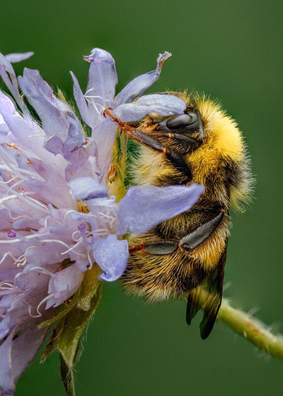 макро, шмель, наскомое, canon Немного шмелей с Саратовских полей фото превью