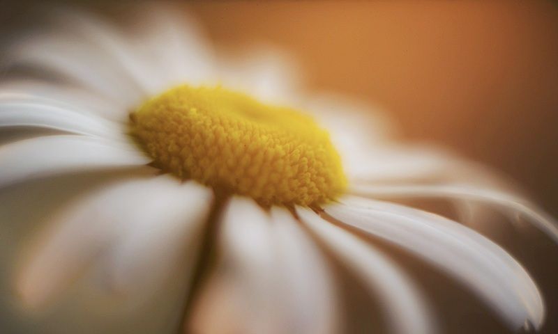 ромашка, цветок, закат, nikon, helios Ромашка на закате фото превью