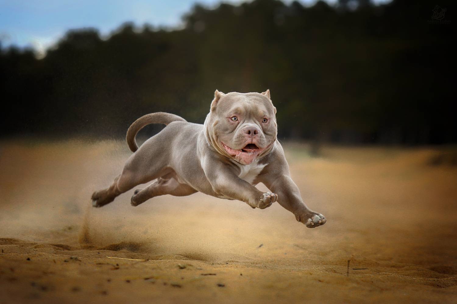 , Андрей Ершов