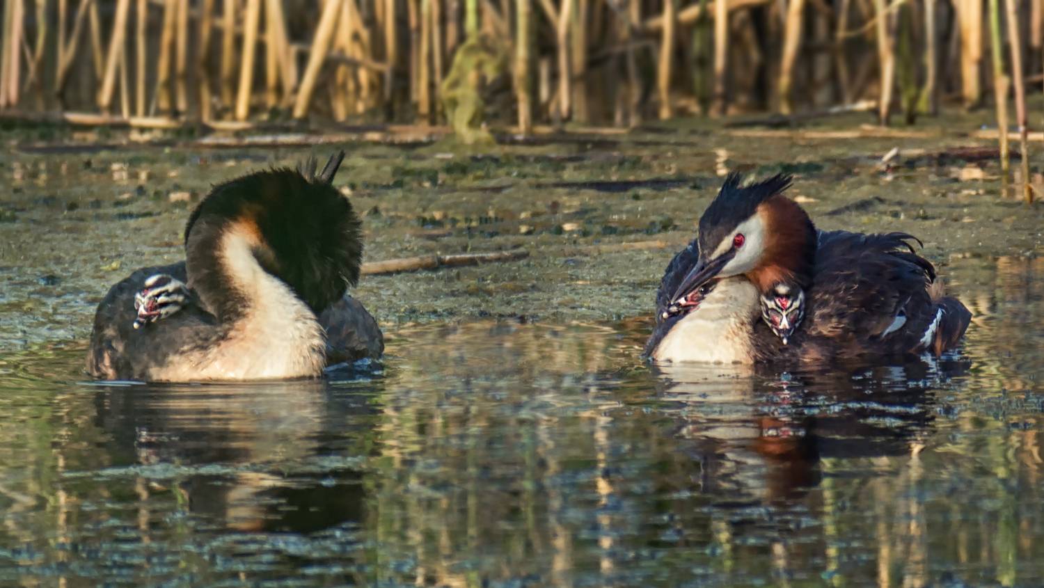 водоплавающие, птица, чомга, птенец, озеро,, Мочалова Марина