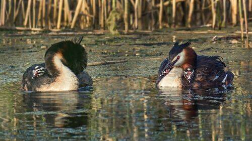 Семья чомг.