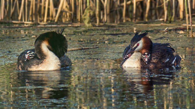 Семья чомг. фото превью