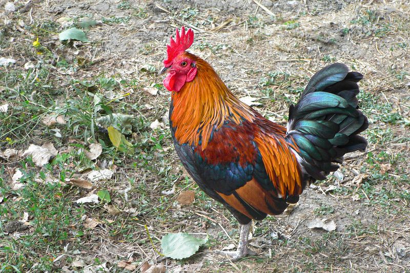 Золотой гребешок фото превью