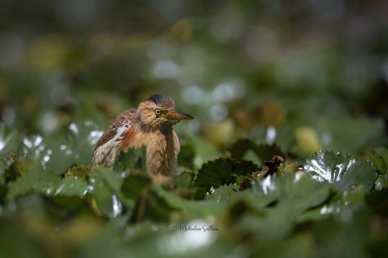 Странная женщина. фото превью