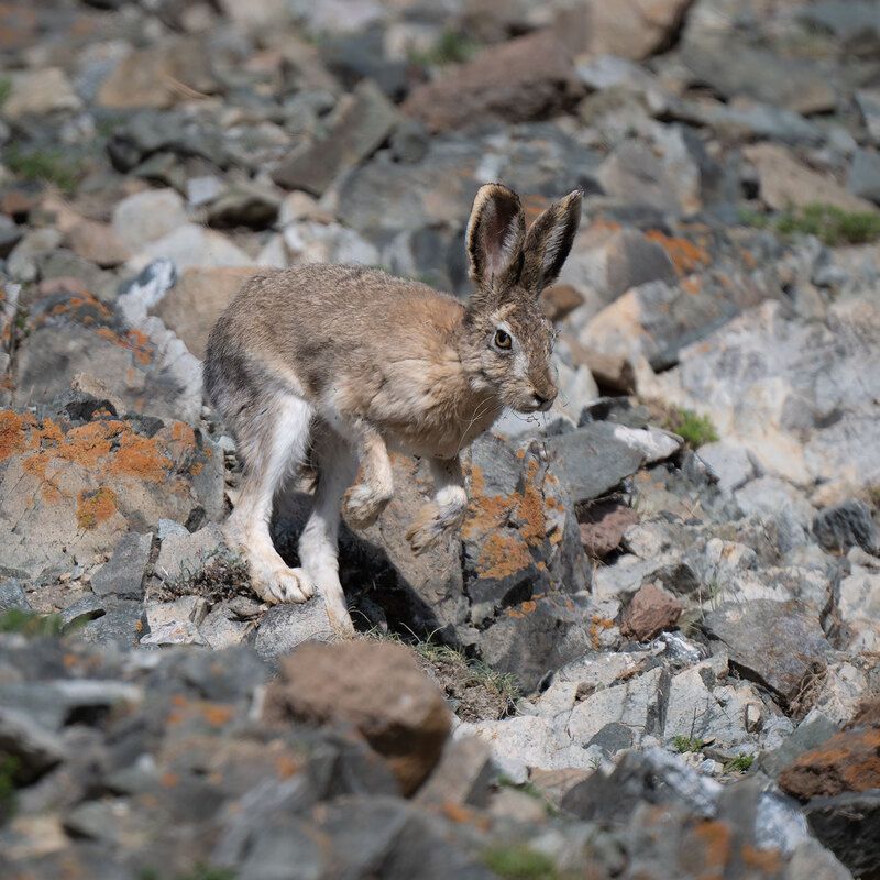 Кенгуру ...почти ) фото превью