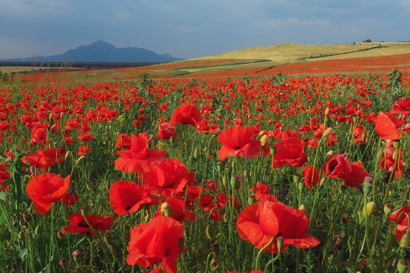 ставрополье, маки, цветы, поле, бештау В маковом поле фото превью