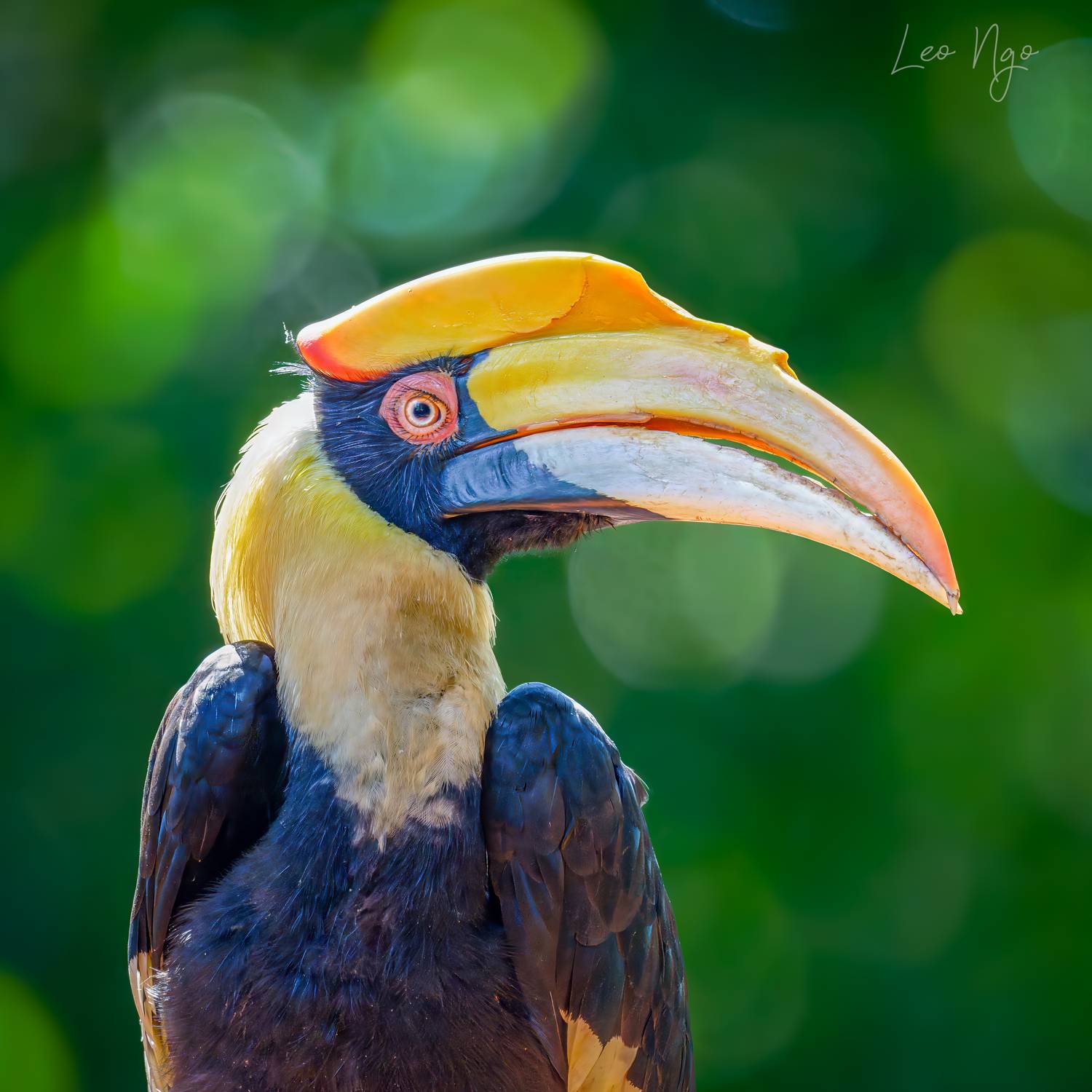 , Ngo Hoang Nguyen - Leo Ngo