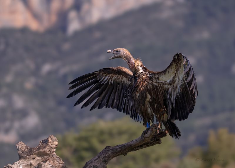 белоголовый, сип, гриф griffon, vulture, birds, of, prey, raptors, predators, гриф стервятник хищники, дикие, животные Таков я есть! фото превью