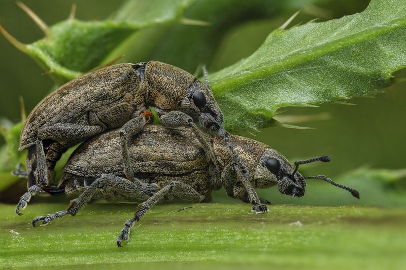 (Tanymecus palliatus) фото превью