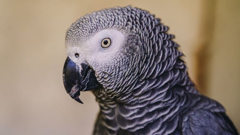 Попугай фото превью