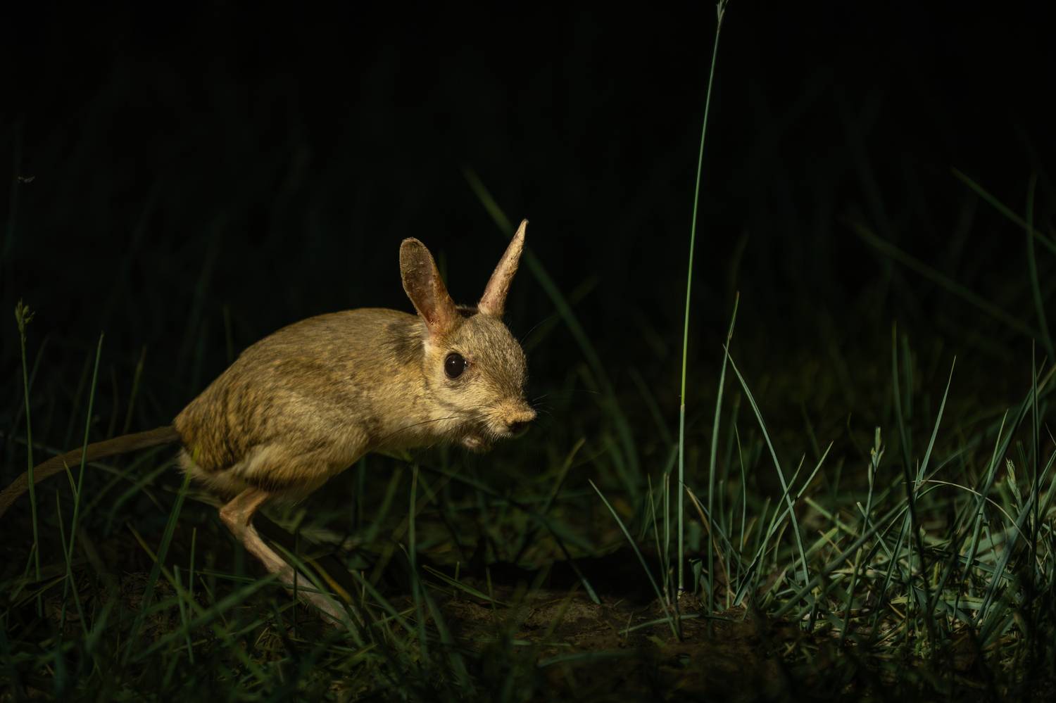 , Владимир Цветов