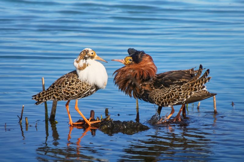 турухтан,ruff,Calidris pugnax, Турухтаны фото превью